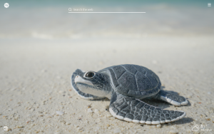 Baby Turtle