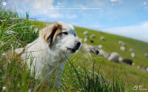 cute sheep dog