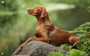 Pointer Dog