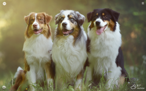 Australian shepherd dog