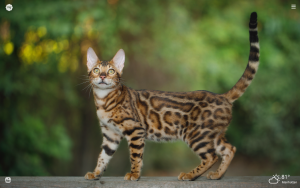 cute Bengal cat