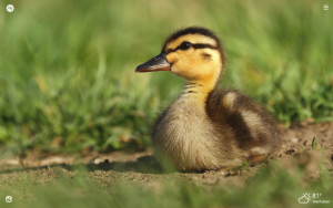 ducklings baby ducks