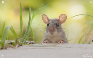 cute rat
