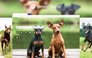 German pinscher