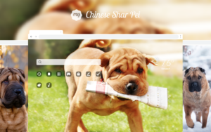 shar pei dog