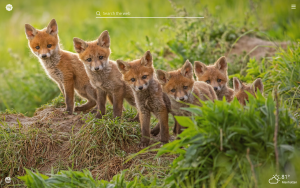 baby cubs
