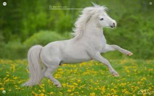 Pony