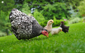 farm animals