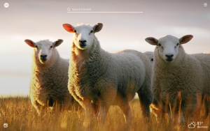 my sheep