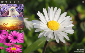 daisy flowers