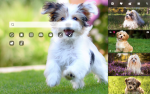 havanese dog