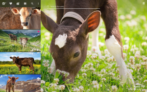 cute baby cows