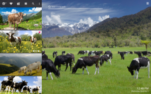 cows eating grass outdoors