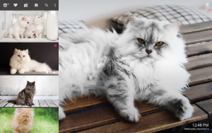 cute Persian cat