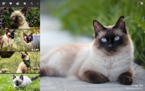 Siamese cat