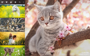 Spring Animals
