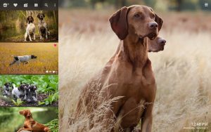Pointer Dog