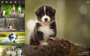Australian shepherd dog