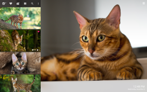 cute Bengal Cat