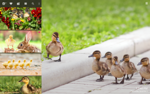 cute ducklings baby ducks