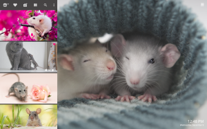 cute rat