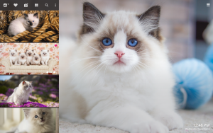 cute ragdoll cat