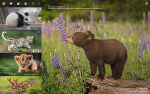 baby cubs