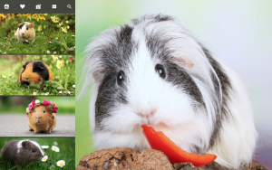 cute guinea pig