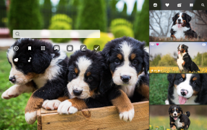 cute bernese mountain dogs and puppies