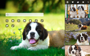 St. Bernard Dog