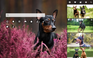 German pinscher