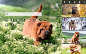 Shar Pei