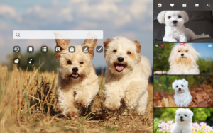 maltese dog
