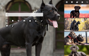 cane corso