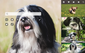 Tibetan terrier
