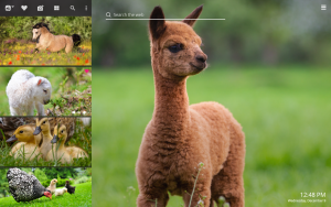 farm animals