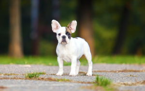 cute french bulldog