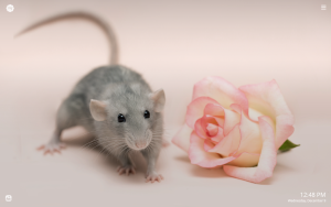 cute little rat