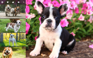 cute bulldog puppy