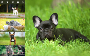 cute french bulldog