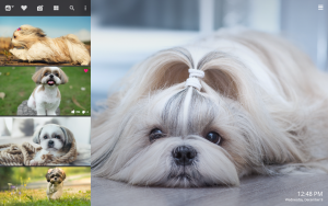 cute shih tzu dog
