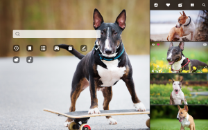 bull terrier dog