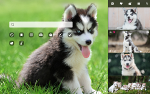cute husky puppies outdoors playing