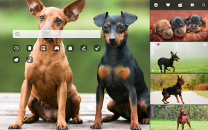 mini pinscher