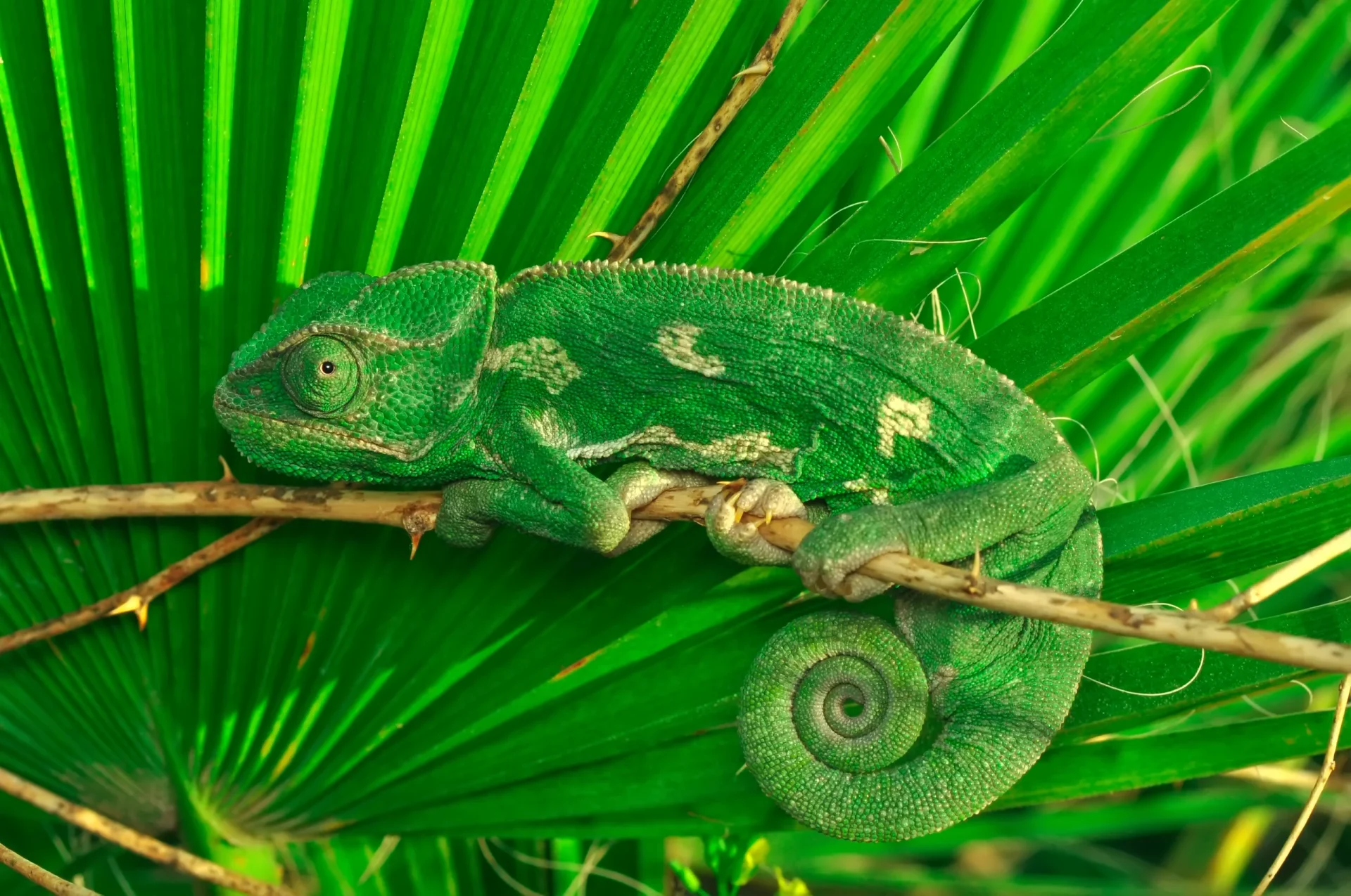 green chameleon