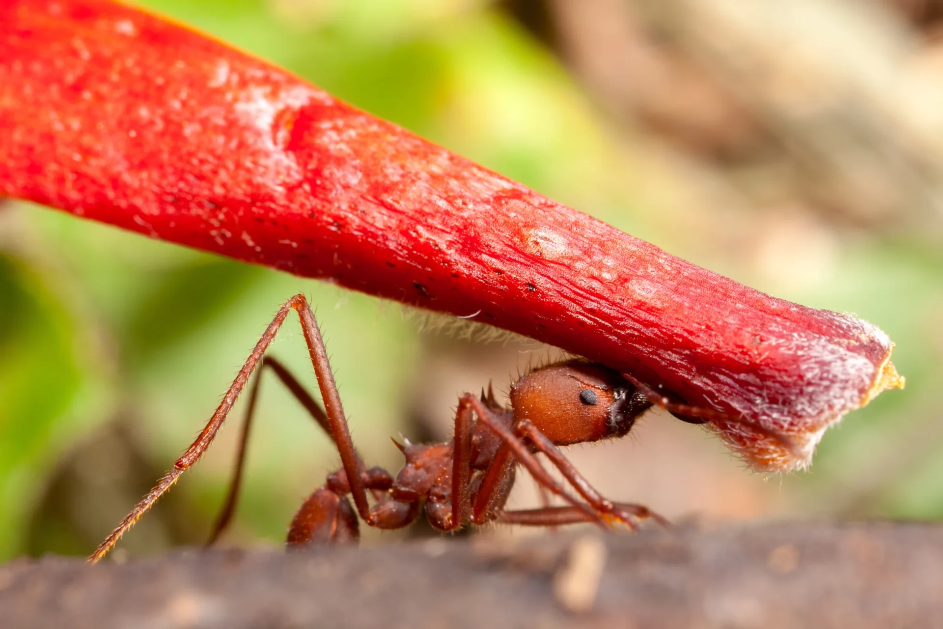 leafcutter ant