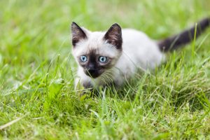 Siamese cat outdoors