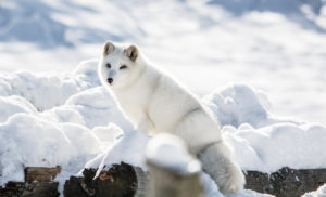 arctic fox