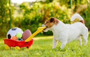dog supplies