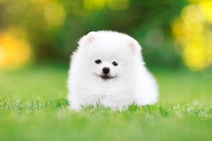 Pomeranian dog